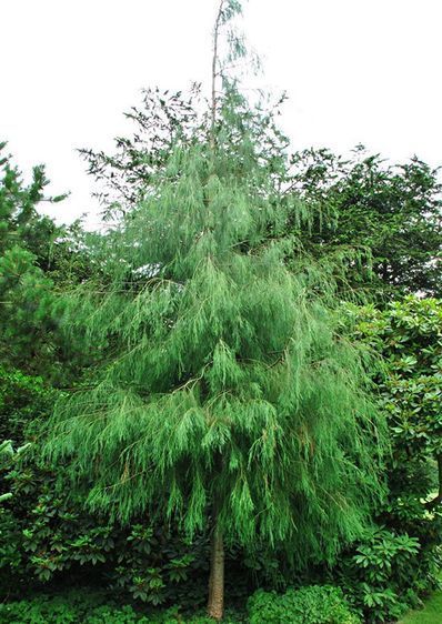 Кіпарисовик Імбріката Пендула, С5, 80&ndash;100см