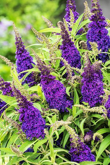 Будлея давида Литл Пурпл, С3