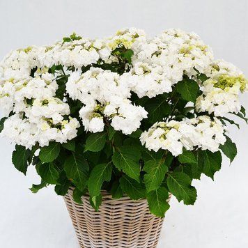 Гортензия Доппио Бианко, Р12