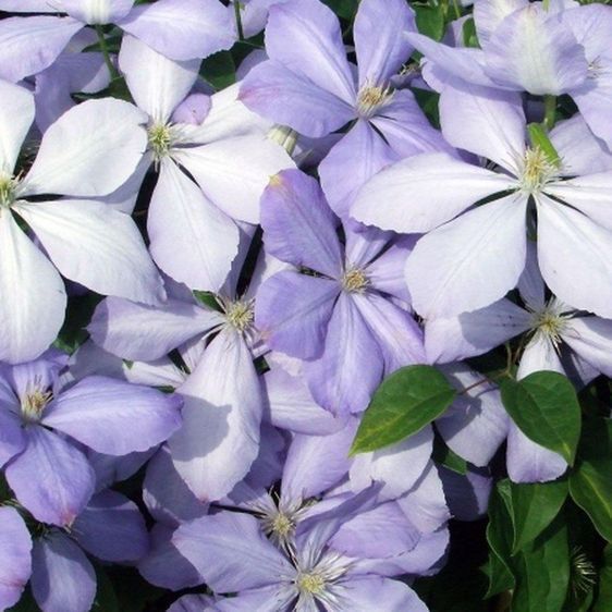 Клематис Місіс Чолмонделі, С2, 60&ndash;90см