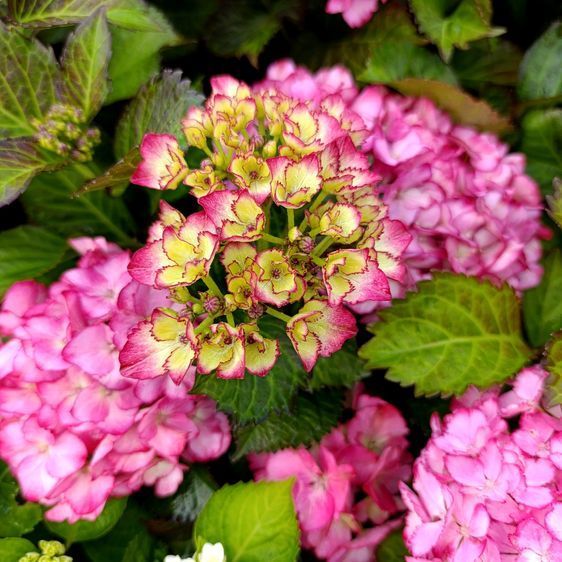 Гортензия Код Розе Пинк, Р14