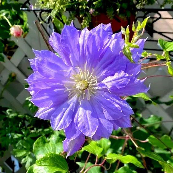 Клематис Копернікус, С2, 60&ndash;90см