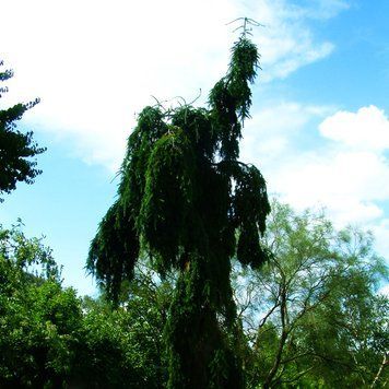 Ялиця нордмана Пендула, С12, 60&ndash;80см