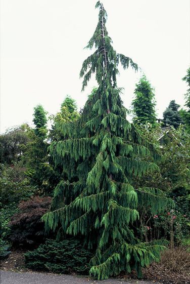 Кипарисовик нутканский Пендула, С45, 160&ndash;180см