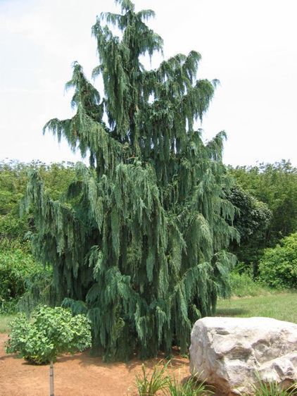 Кипарисовик нутканский Пендула, С45, 160&ndash;180см