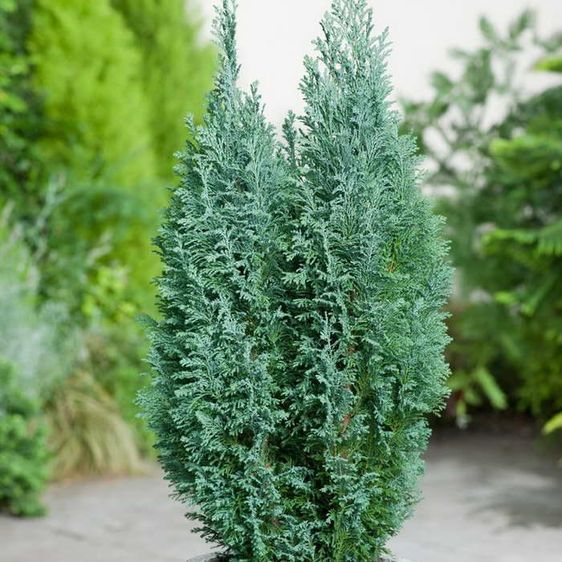 Кипарисовик Вайт Спот, С3, 20&ndash;30см