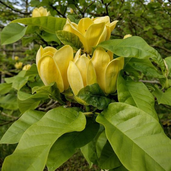 Магнолія бруклінська Єллоу Берд, С5, 140&ndash;160см
