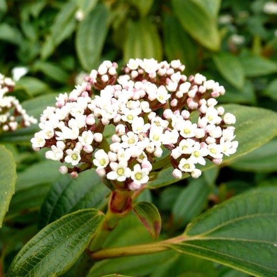 Калина Давида, С5, 40&ndash;50см