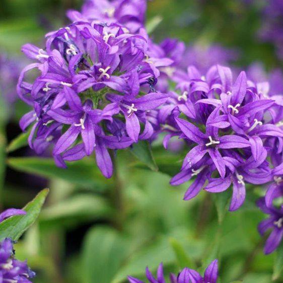 Колокольчики скученные Блу Краун