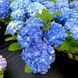 Гортензия Фаболо Блю, С1,5