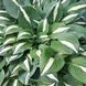 Хоста Пин-Ап, Р12