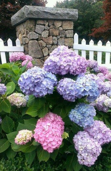 Гортензія крупнолиста 'Bouquet Rose', Р12