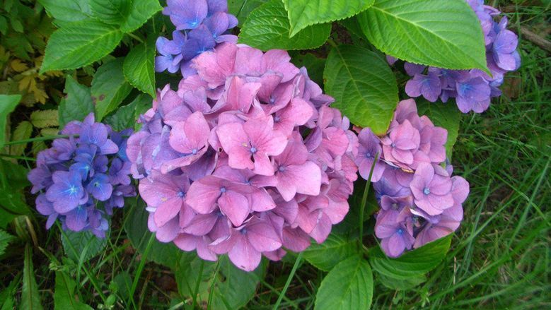 Гортензія крупнолиста 'Bouquet Rose', Р12